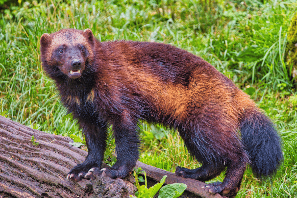 The Wolverine Mascot